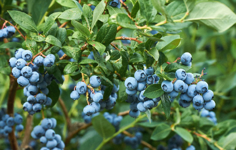 FRUITIFY combines science and the agri-food sector in the fight against diabetes
